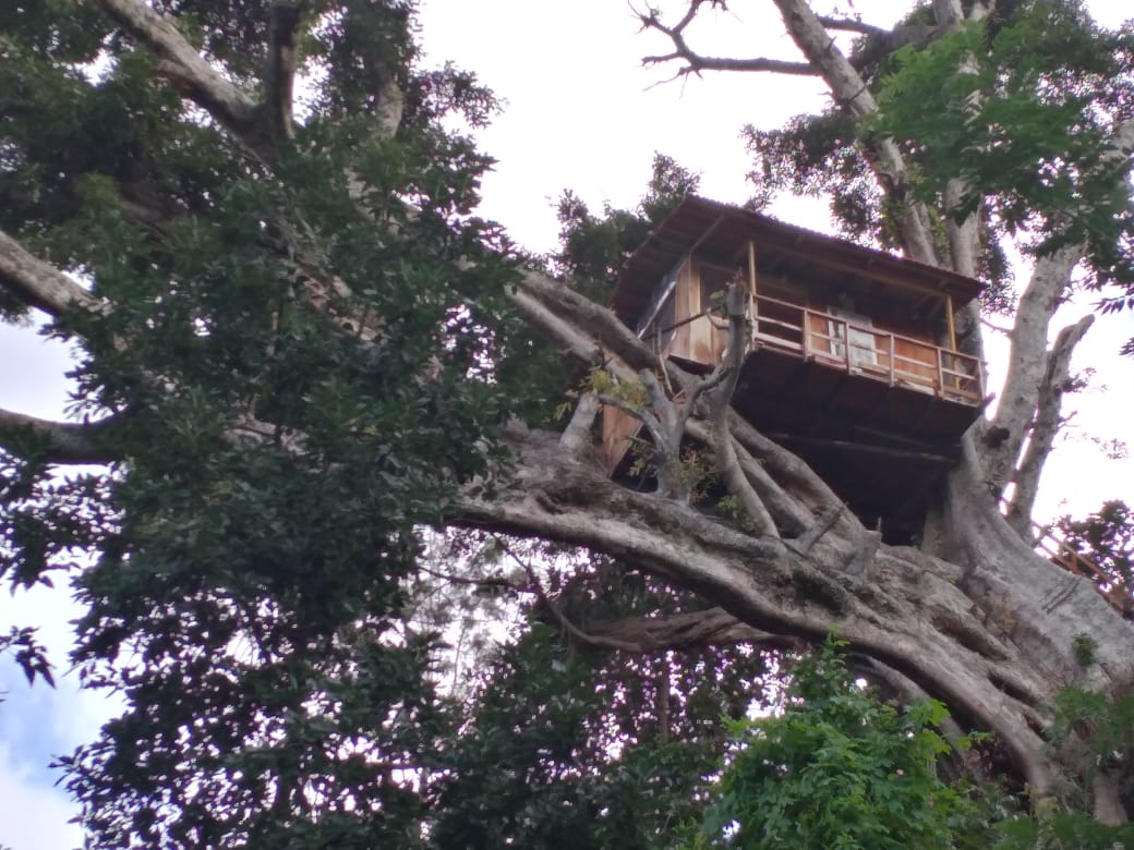 Best Tree House in Kodaikanal